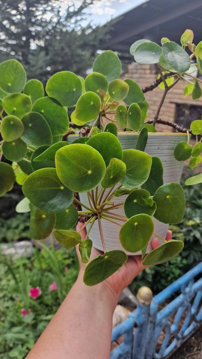 Продам пеперомии арбузную и пилею