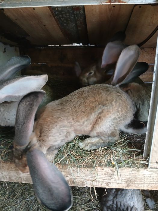 Vând iepuri uriaș german
