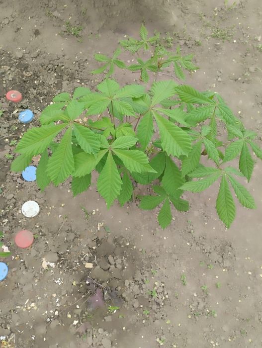 Каштаны , двухлетки .