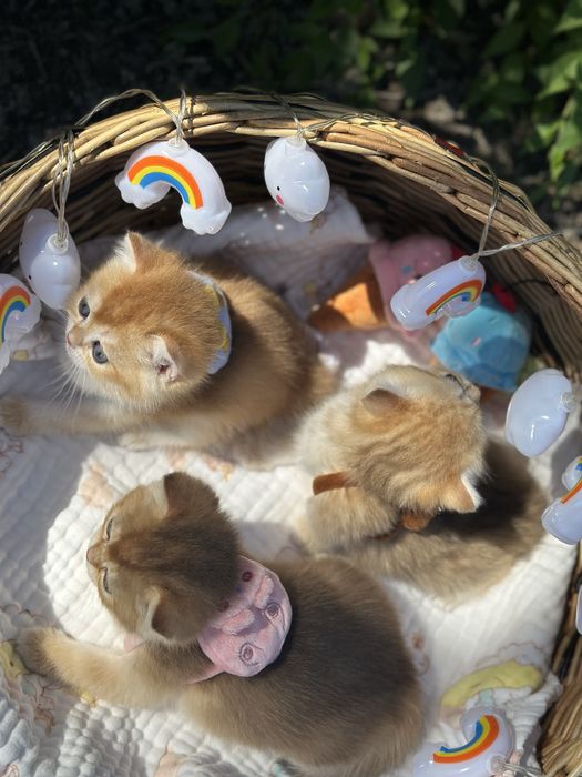 Котятa золoтыe шиншиллы для вас!