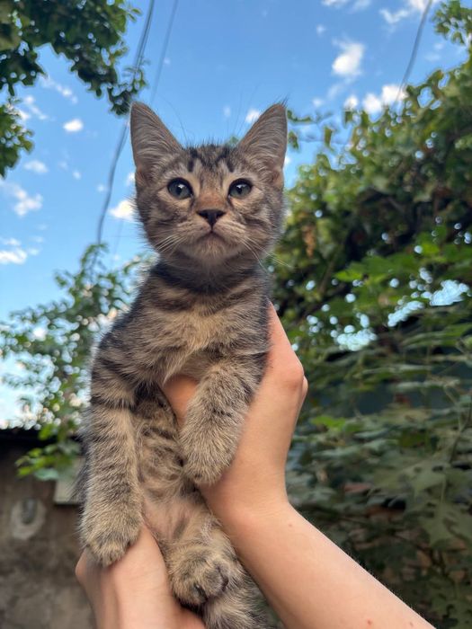 Пристраиваются самые красивые и умные котята