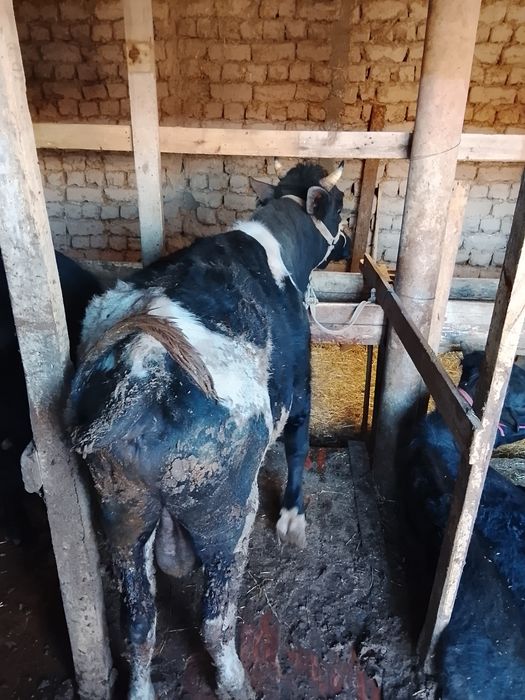 Быки откорм. Семыз