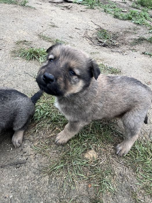 Щенята красивые