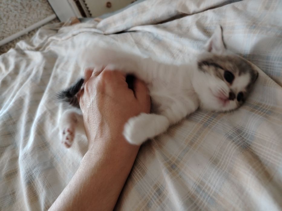 Отдам котят в добрые руки