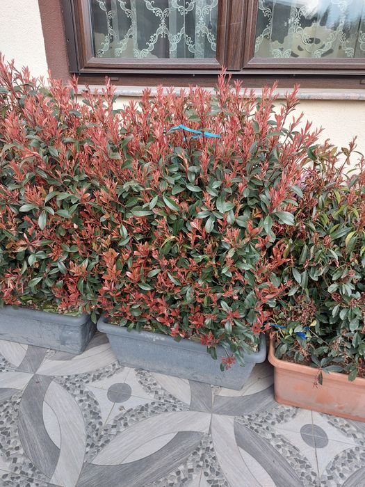 Trandafiri tufa cățărători sau pom plante