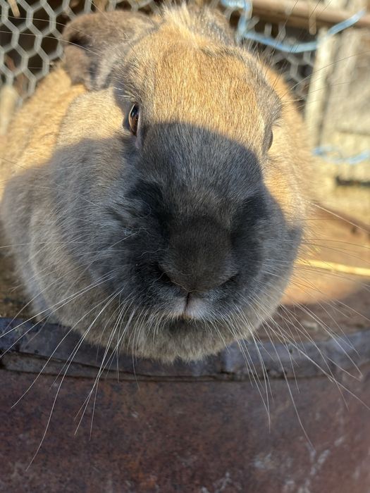 Vand iepuroaica 150 lei