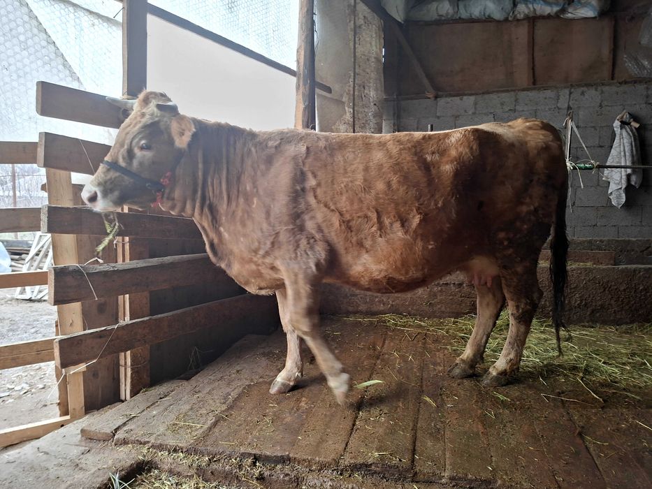 Стельная корова ...