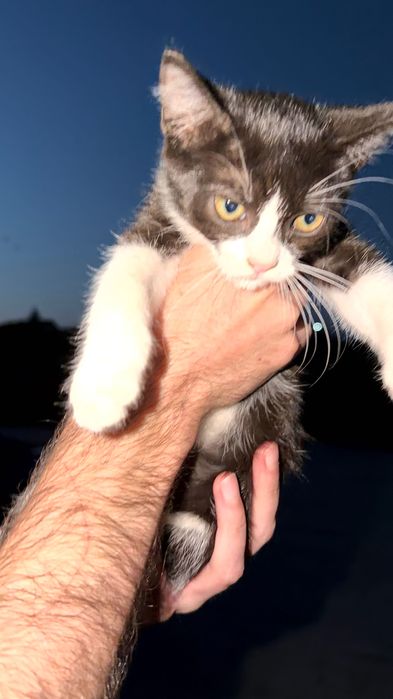 Pui de pisică spre adopție – 2-3 luni