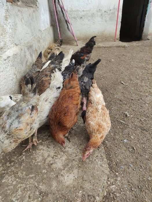 Тауктар сатыладыТ