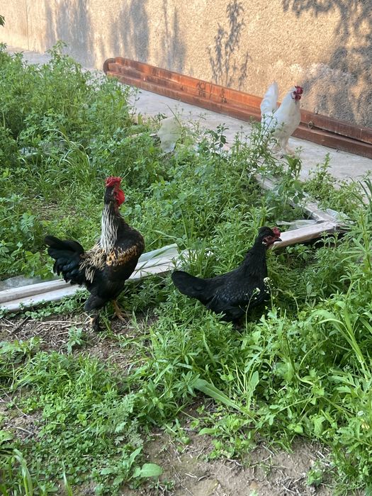 Япон хурозлари ва товук