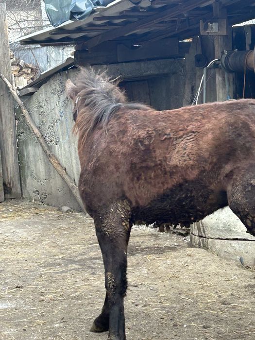 Vand manz de opt luni