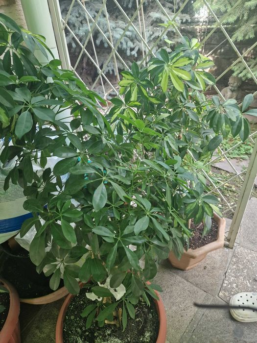 Комнатные растения