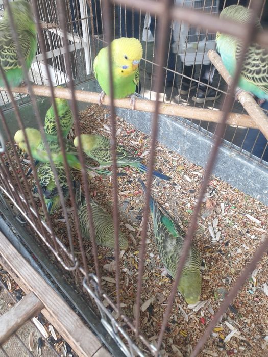 Продаются попугай волнистые разных цветов