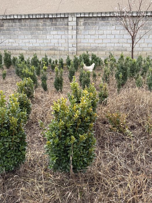 Shamshod шамшод kõchatlar