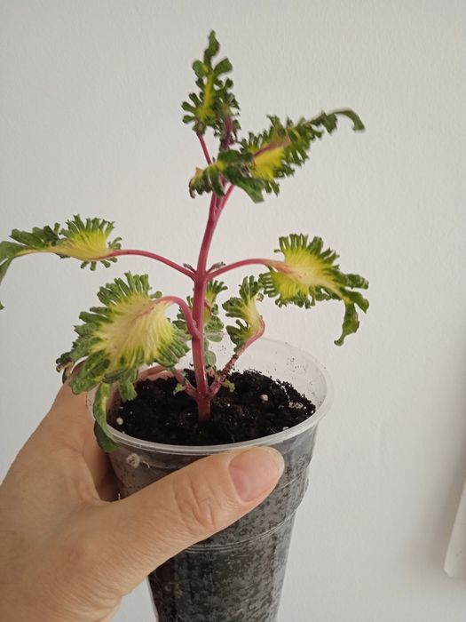 Продам отросток колеуса