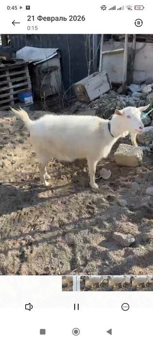 Обмен- кошкар кой