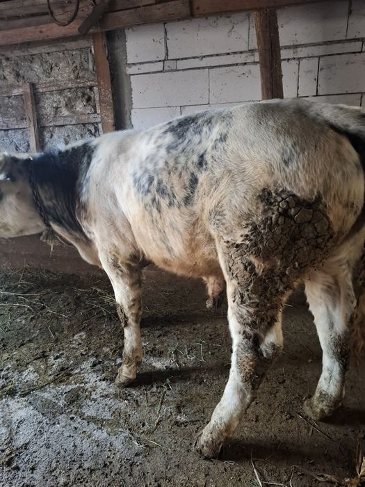 Disponibili 2 viței.  Prețul este per bucată!