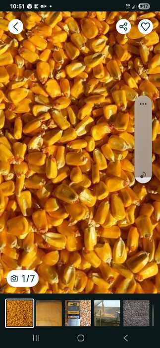 Porumb si griu  1,40 kg