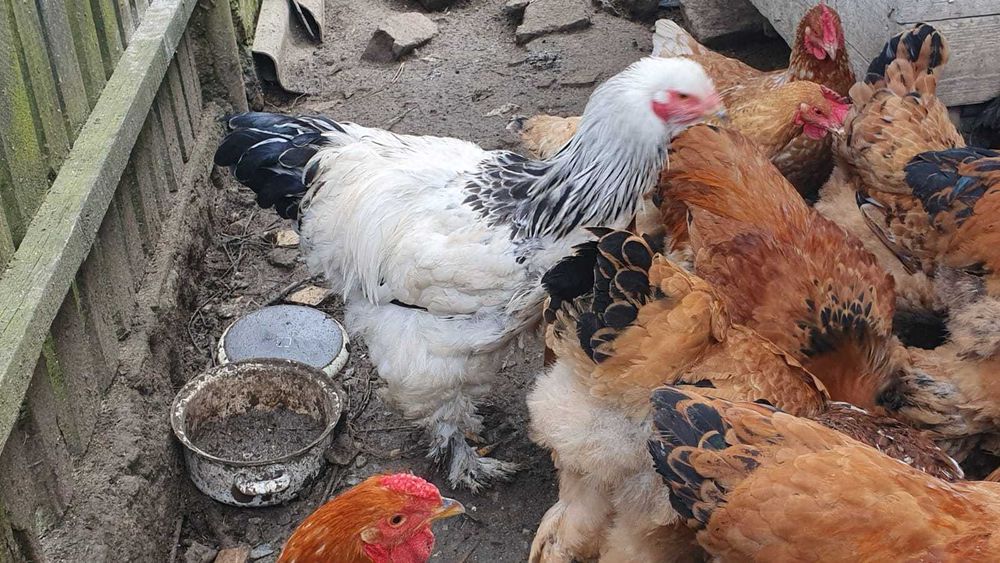 Cocoș de rasă Brahma de vanzare