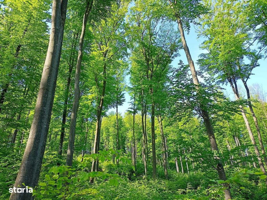 Pădure Bacău 272,4 Hectare