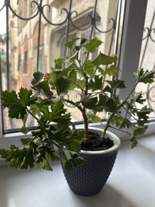 Королевская герань