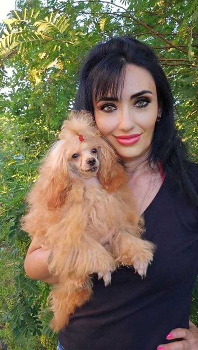 Той- пудель ,вязка !