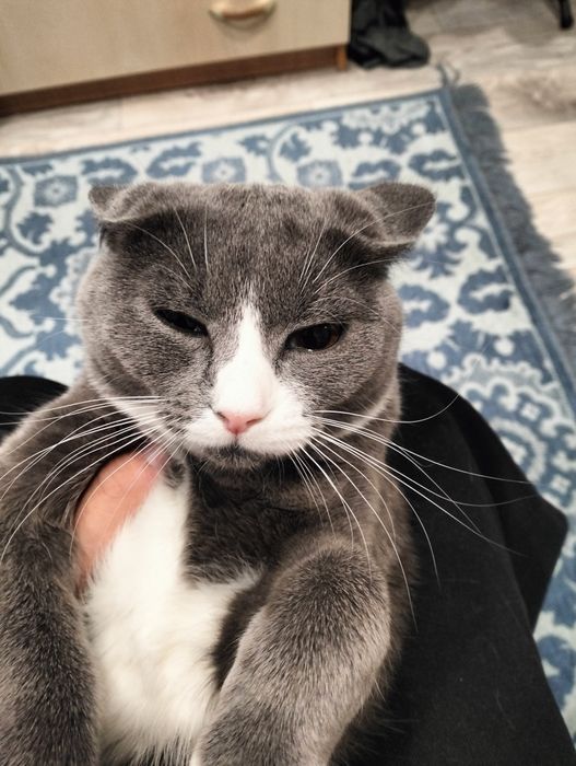 Отдам кошечку в добрые руки