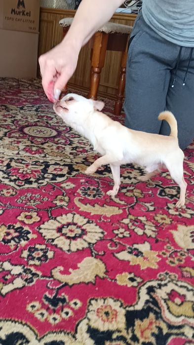 Вязка мини Чихуахуа