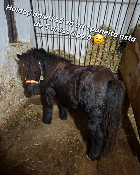 Vând poneita  gestantă