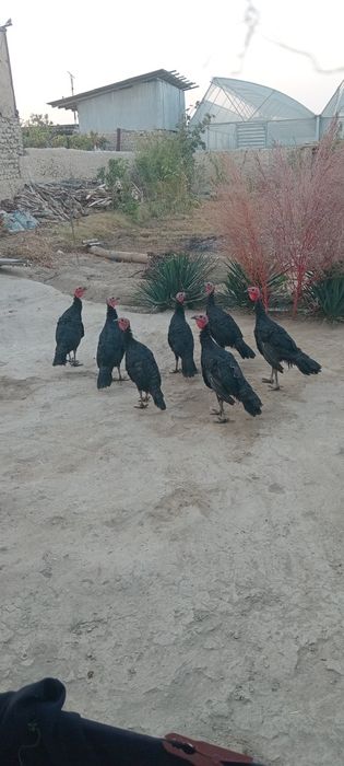 Parandala 7 ta  induk