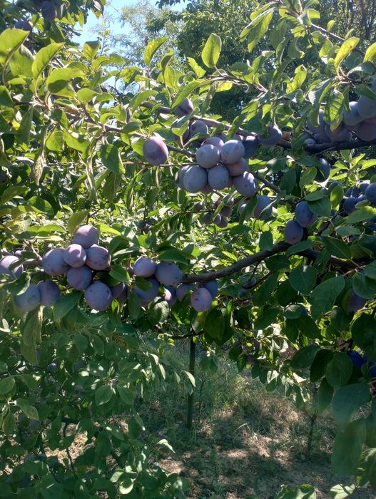Vând prune din livadă proprie