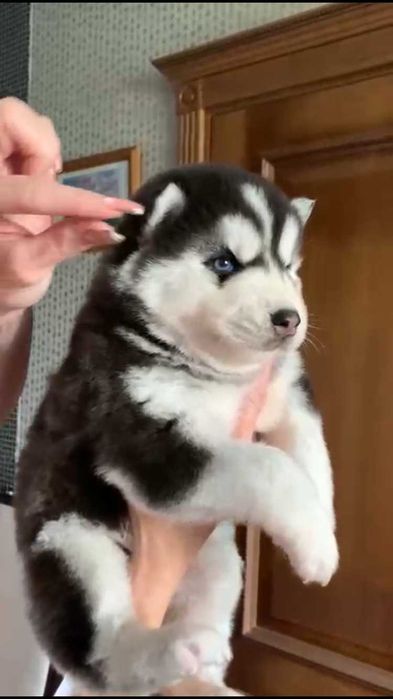 Голубоглазый хаски