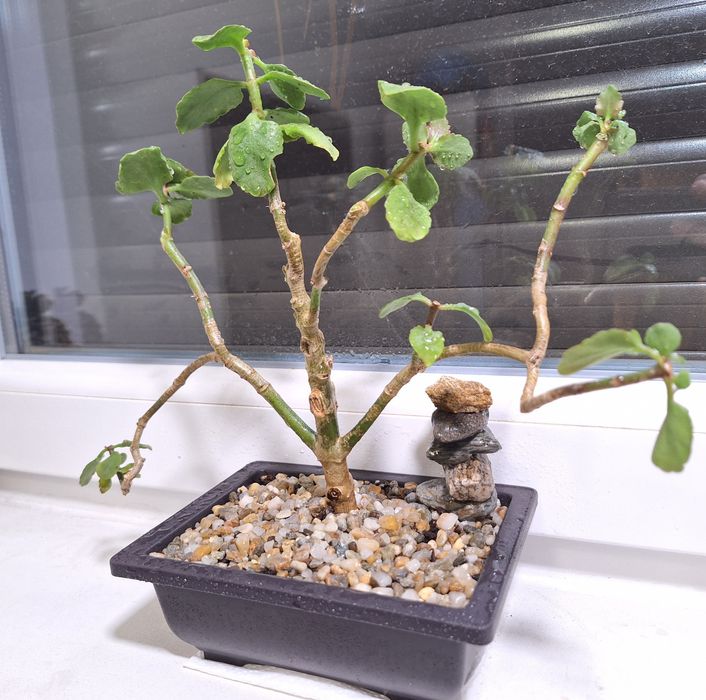 Vand bonsai Crassula