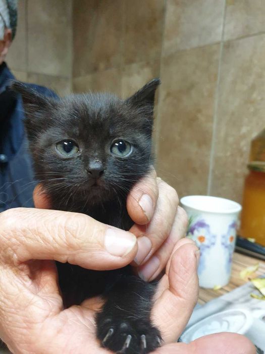 Две котенца подрастващи