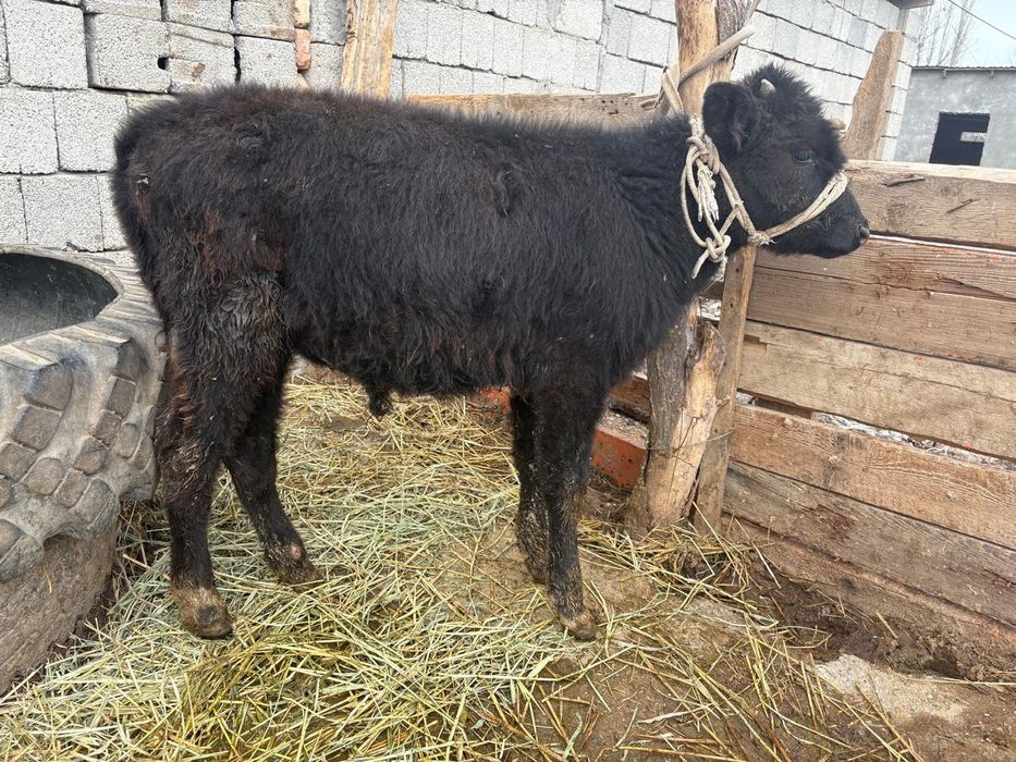 Үш өгізше сатылады