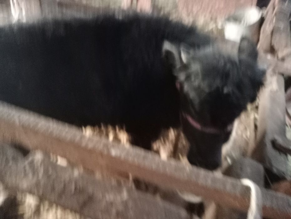 Бұқашық сатылады.