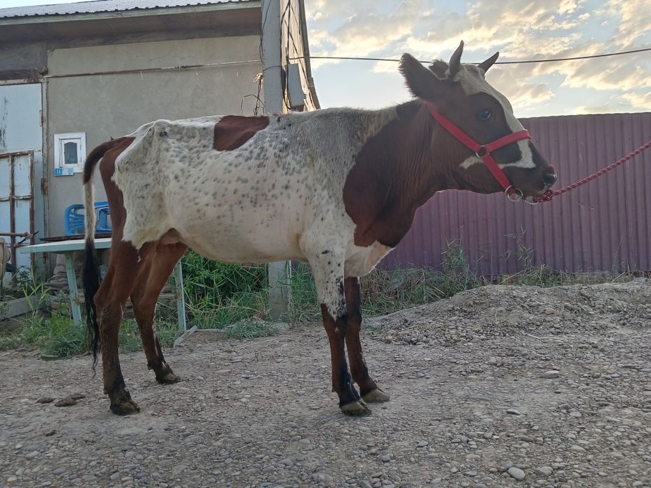 G‘unajin ona bola sotiladi