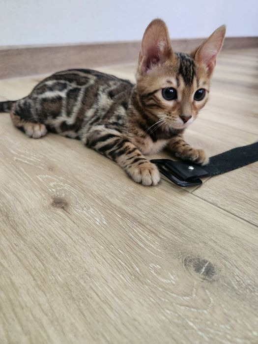 Бенгальский Bengal leopard mushukcha