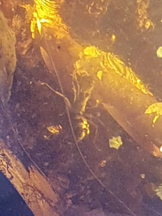 Unicate si rare Amuleta si colier chihlimbar natural 165gr