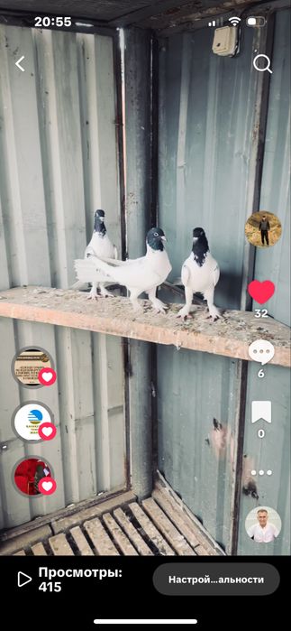 Голуби широкохвостые