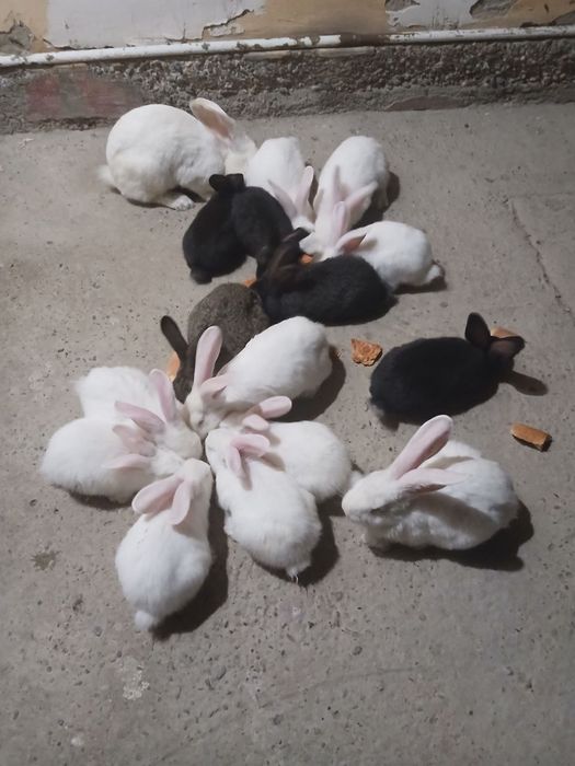 Великан куëнлари сотилади