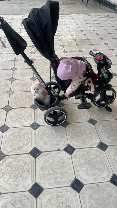 Немецкий шпиц,щенок