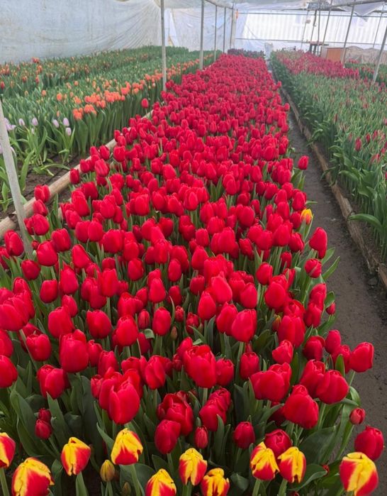 Тюльпаны оптом и розницу