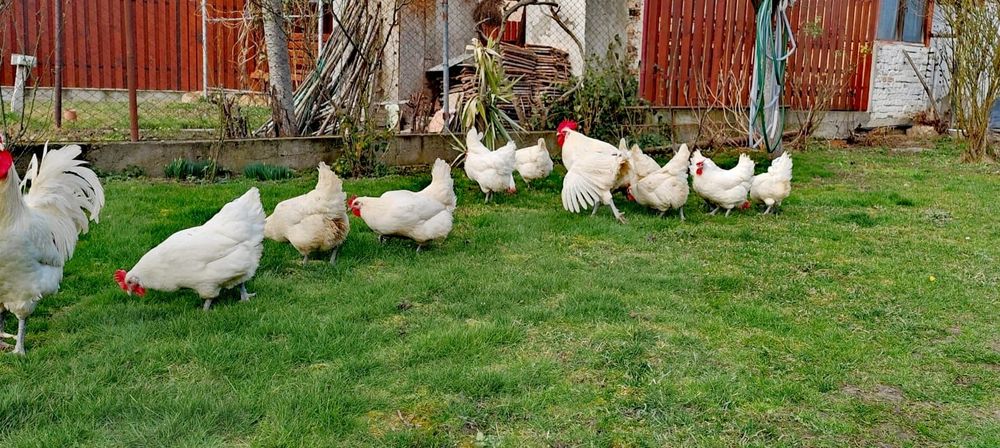 Vând oua pt incubat La bresse