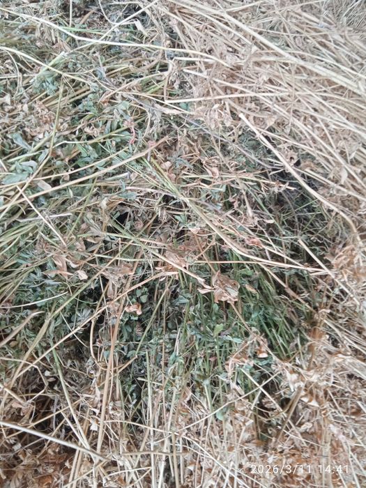 Beda Vagʻli kotta qilib boylangan ichi yam yashil chirimagan 200 ta