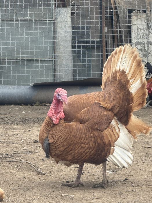 Пресни пуешки яйца/ Ред Бърбън/ за разплод и консумация