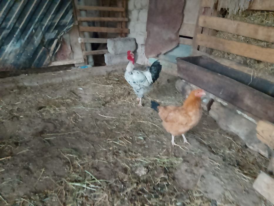 Сатыладыыыыыыыыыы