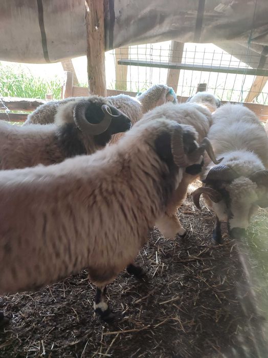 Vând 250 de oi țurcane