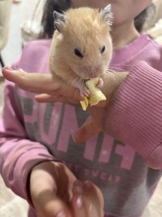 Продам хомяка с клеткой