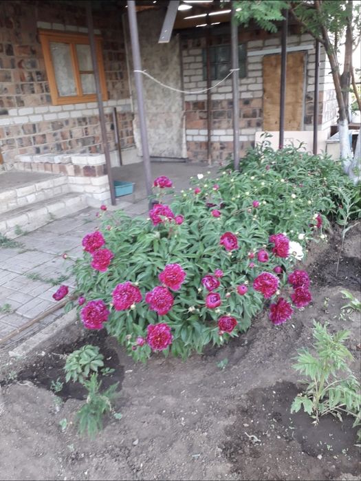 Продам дачу общество Союз